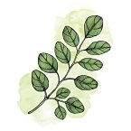 Moringa Ecológica