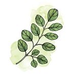 Moringa Ecológica