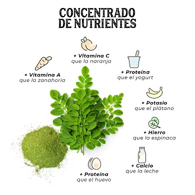 Moringa, concentrado de nutrientes