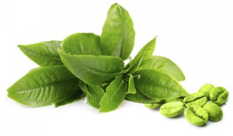 Hojas de té verde