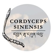 CORDYCEPS SINENSIS - Leer informe