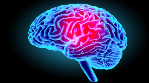 Cerebro y memoria