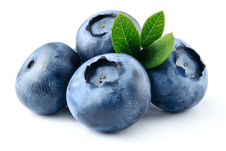 Vaccinium myrtillus L.